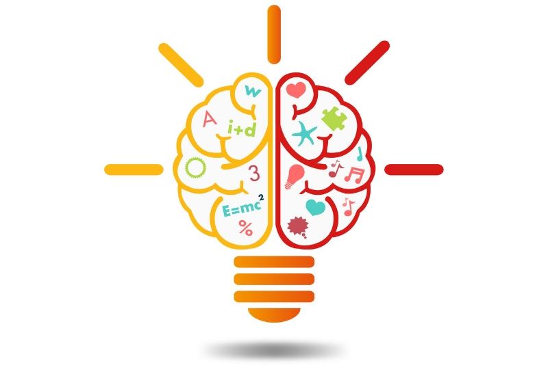 brain